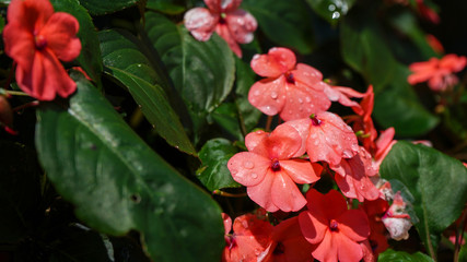 Obraz premium red and white flower