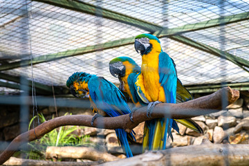 Three beautiful and colorful parrots in a zoo,  which is part of the archeological museum of Pumapungo, in Cuenca, Ecuador