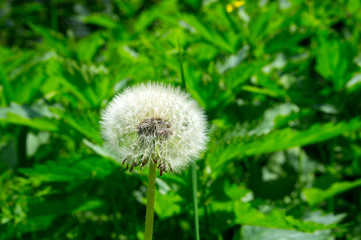 White dandelion. Ripe white dandelion. Fluffy flower