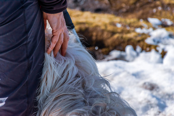 A candid portrait shot of an unrecognizable female hiker's hand petting a Pyrenean Shepherd dog...