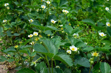 Garden strawberries bloom in beautiful flowers in spring. White flowers of strawberries.