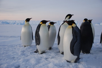 Fototapeta na wymiar penguins on the snow