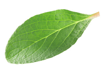 Fototapeta na wymiar Borage young leaf, paths