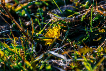 A close-up shot of a single yellow dandelion flower in the dry winter grass under the warm sunlight (Pyrenees mountains, France)