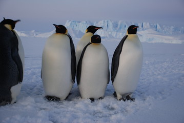 penguins on the snow