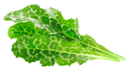 Milk thistle leaves s. marianum, paths