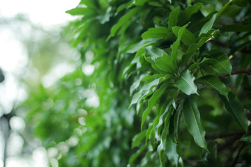 Fototapeta na wymiar Close-up of bright green texture of natural greenery leaves