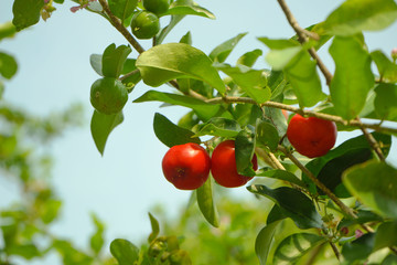 Acerola cherry on the tree with water drop, High vitamin C and antioxidant fruits.