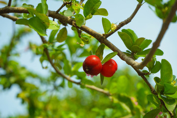 Acerola cherry on the tree with water drop, High vitamin C and antioxidant fruits.