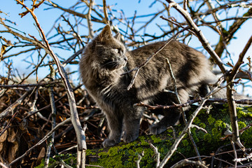 A gray Maine Coon cat walks in the yard on the street in the spring, among the bare branches and logs in the sunlight