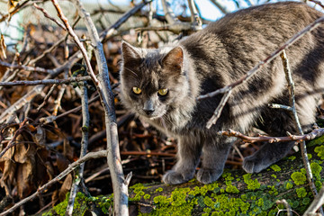 Naklejka na ściany i meble A gray Maine Coon cat walks in the yard on the street in the spring, among the bare branches and logs in the sunlight