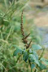 Close-up of bright green texture of natural greenery