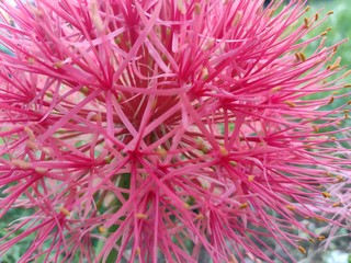 close up of a flower