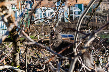 A gray Maine Coon cat walks in the yard on the street in the spring, among the bare branches and logs in the sunlight