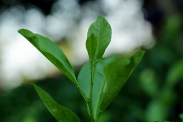 Branch Orange Tree Fruits Green Leaves In thailand