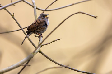 Cute passerine bird dunnock prunella modularis singing between twigs in a bush with beautiful...