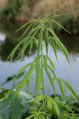 Close-up of marijuana plant growing outdoors in thailand