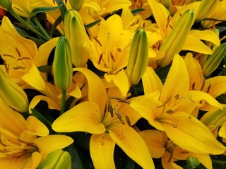 Beautiful yellow Asiatic Lily flowers at full bloom