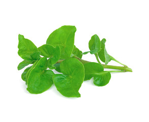 fresh watercress isolated on white background