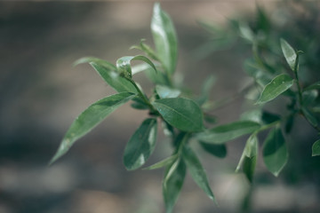 Green leaves of a tree in daylight in spring