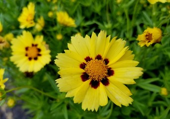 Beautiful Coreopsis Uptick flower in cream and red color