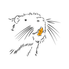 nutria black and white. nutria vector sketch illustration