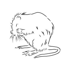 nutria black and white. nutria vector sketch illustration