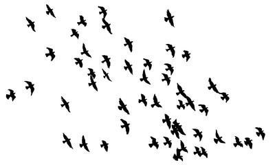 A Hand Drawn Flock of Flying Birds. Monochrome Bird Silhouettes. Design for an invitation, greeting, comicbook, illustration, card, postcard. Illustration isolated on a white background. Vector