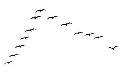 A Hand Drawn Flock of Flying Birds. Monochrome Bird Silhouettes. Design for an invitation, greeting, comicbook, illustration, card, postcard. Illustration isolated on a white background. Vector