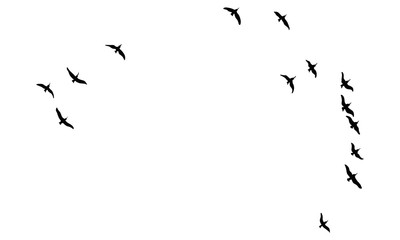 A Hand Drawn Flock of Flying Birds. Monochrome Bird Silhouettes. Design for an invitation, greeting, comicbook, illustration, card, postcard. Illustration isolated on a white background. Vector