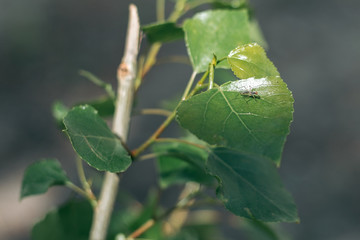 Mosquito sits on a green leaf in summer