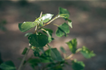 Mosquito sits on a green leaf in summer