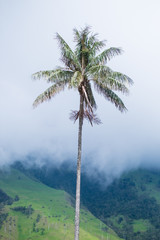 Wax palm tree in Valle de Cocora, Colombia