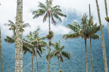 Wax palm trees in Valle de Cocora, Colombia