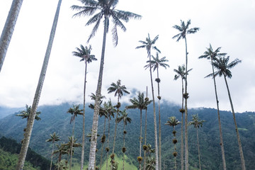 Wax palm trees in Valle de Cocora, Colombia
