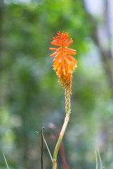 Torch lily in Valle de Cocora, Colombia