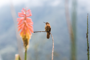 Hummingbird in Valle de Cocora