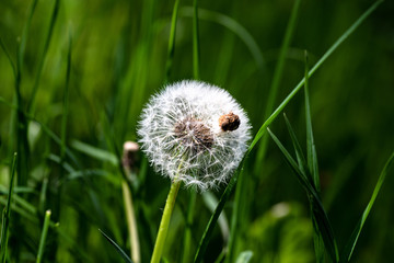 Dandelion © Exploder