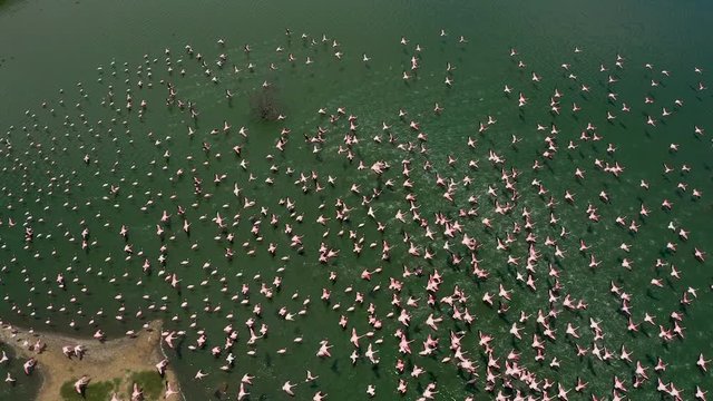 Aerial slow motion shot of a huge flock of flamingos taking off and flying over a lake 