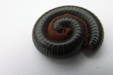 black and white spiral