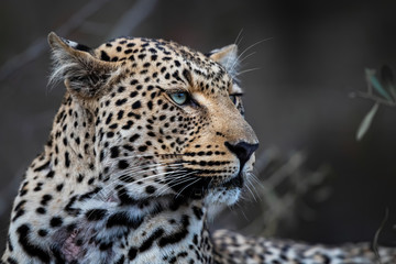 Portrait of a female leopard in Sabi Sands Game Reserve in the Greater Kruger Region in South Africa