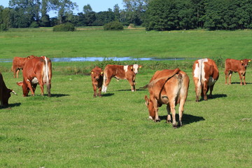 Fototapeta na wymiar cows grazing in a meadow