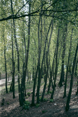 Green leaves of a tree in daylight in spring