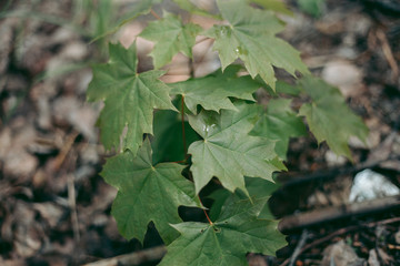 Green leaves of a tree in daylight in spring
