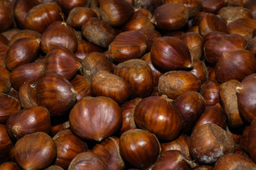 Ripe chestnuts close up. Raw Chestnuts for Christmas. Fresh sweet chestnut. Castanea sativa top view