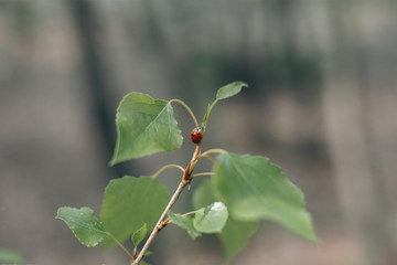 Ladybug crawls on a green leaf in the summer