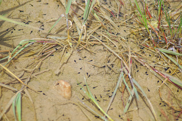 tadpoles in the water