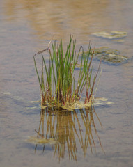 grass in water