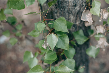 Green leaves of a tree in daylight in spring