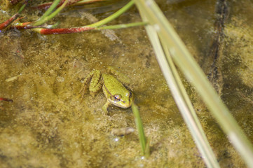 green frog